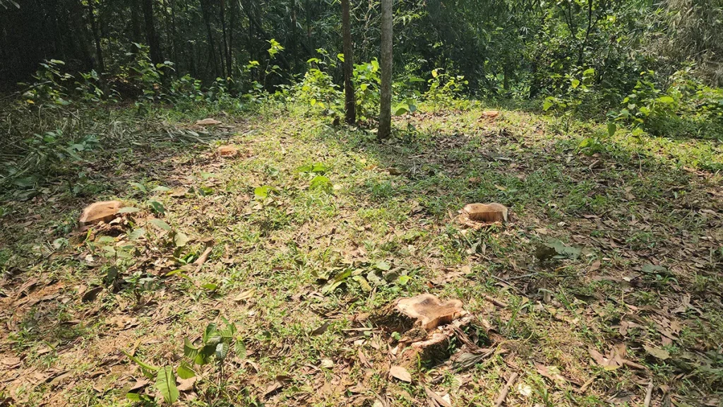অস্তিত্ব সংকটে ঘাটাইলের বনাঞ্চল, বেপরোয়া গাছ লুটেরা