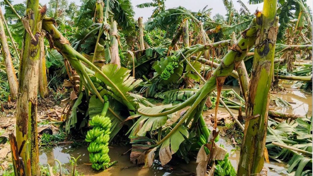 মধুপুরে ঝড়ে লন্ডভন্ড কলার বাগান, বজ্রপাতে একজনের মৃত্যু